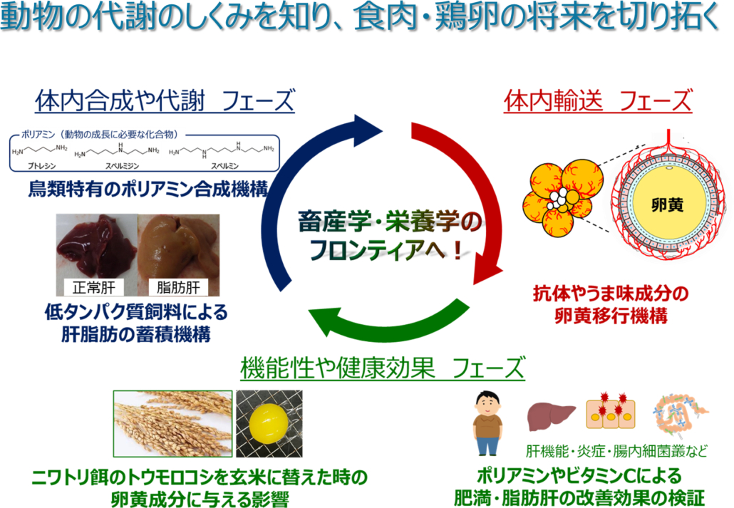 動物の代謝のしくみを知り、食肉・鶏卵の将来を切り拓く